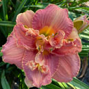 Finding My Angel Daylily